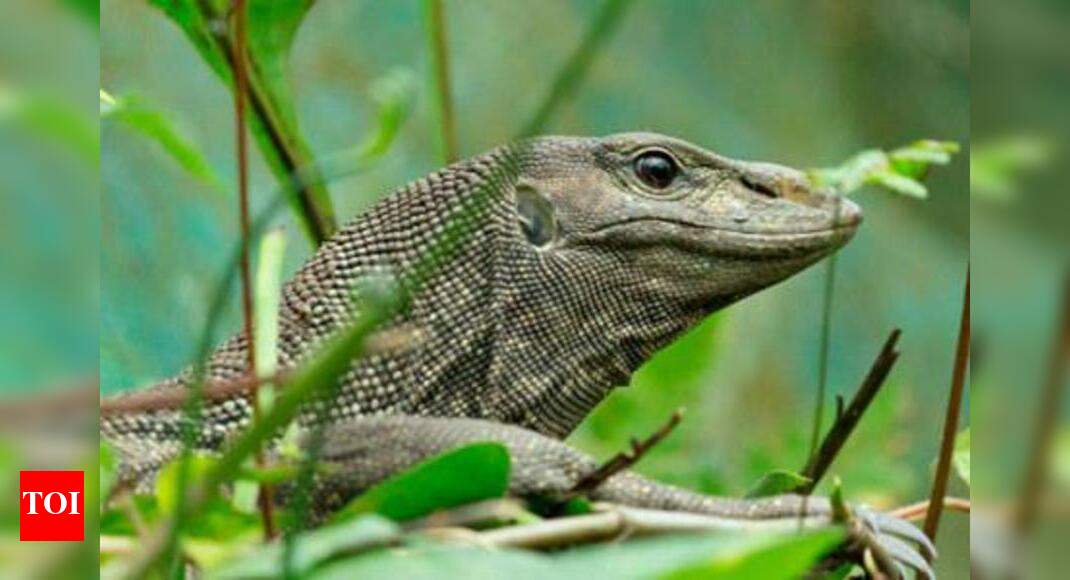 1 arrested for trading in monitor lizards Chennai News Times of India
