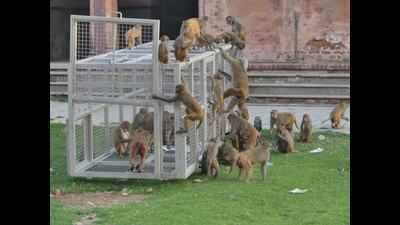 Monkeys in Agra to be sterilised