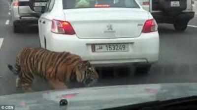 Qatar highway tiger part of Biju Menon film?