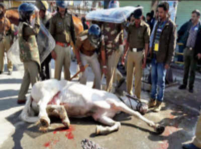 BJP MLA attacks police horse with lathi, breaks its leg