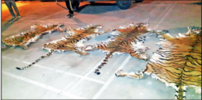 Skins of five Corbett tigers seized, poacher arrested