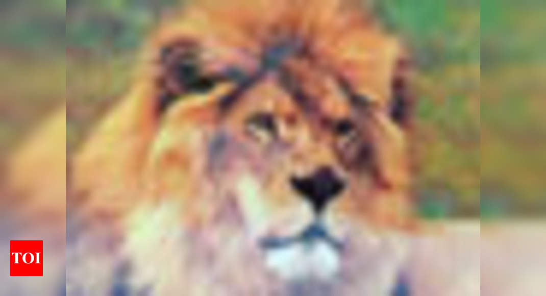 Lion found dead in Gir Wildlife Sanctuary - Times of India