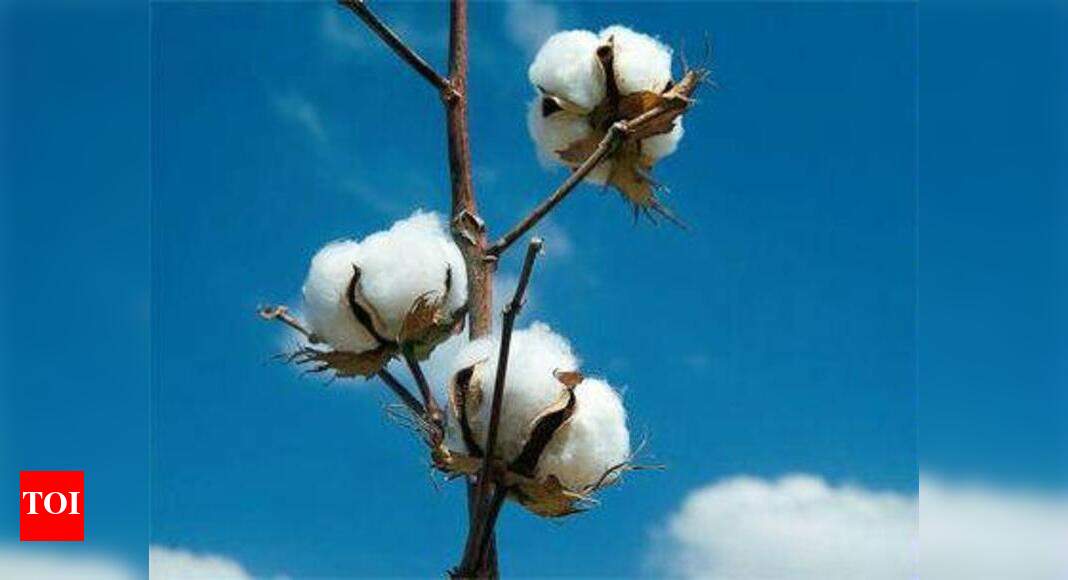 Spinning coloured cotton from soil Coimbatore News Times of India