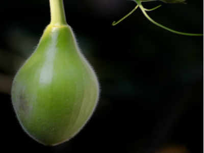 How does bottle gourd juice help weight loss