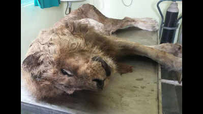 26-year-old lion 'Raja' dies in Raipur's Nandan Van zoo