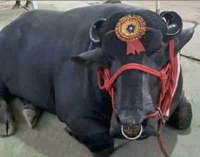 Meet Yuvraj, the donor bull whose semen sells for millions