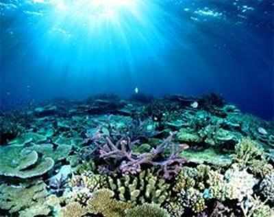 Coral bleaching at Barrier Reef 'severe': Australia