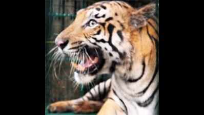 Squatters try to set ablaze Madhav national park, tiger habitat in danger