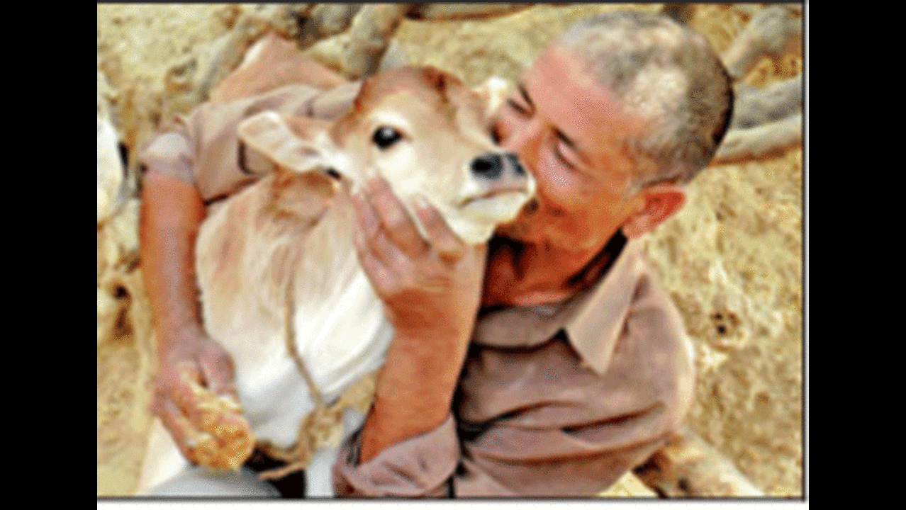 Muslim man chooses cows over wife in Etawah | Kanpur News - Times of India