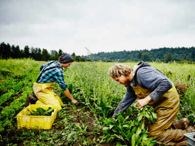 Real Farm Pictures