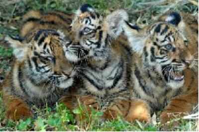 Big cats need more space: Study