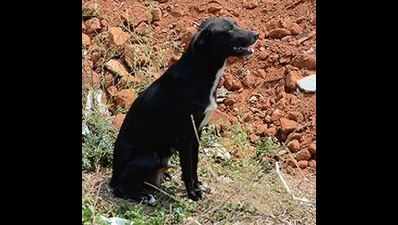 Bengaluru woman kills 8 puppies to teach their mother a lesson