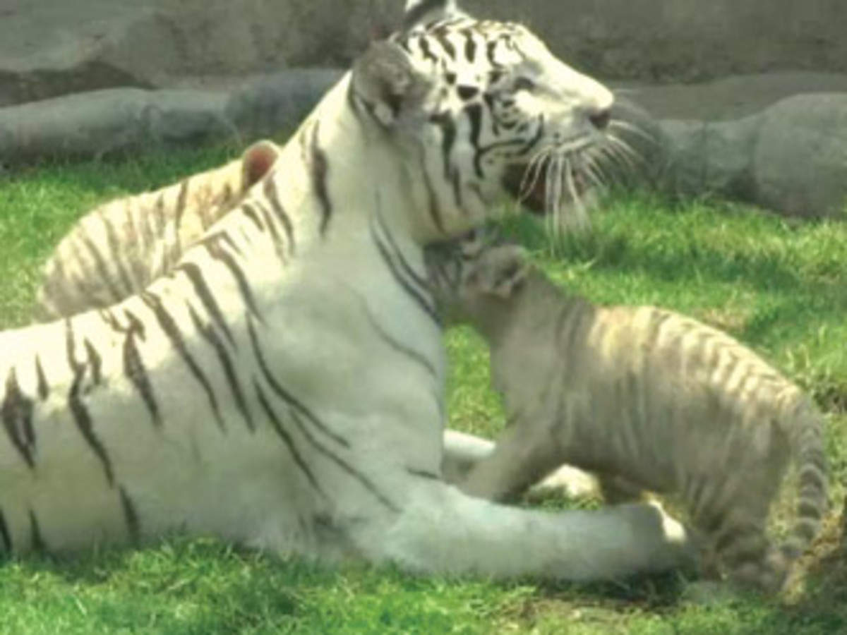 Cute white tiger cubs play at Peru zoo - Headlines, features