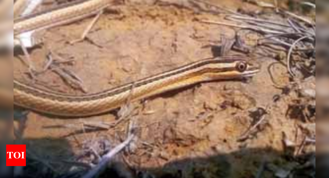 Delhi scientists thrilled as very rare snake shows up | Delhi News ...