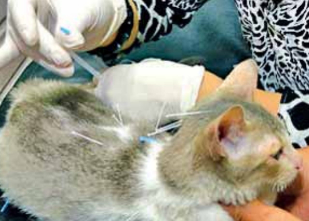 Acupuncture gives ill animals 2nd jab at life | Mumbai News - Times of India