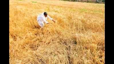 Greater Noida farmers claim 50% crop loss after rain