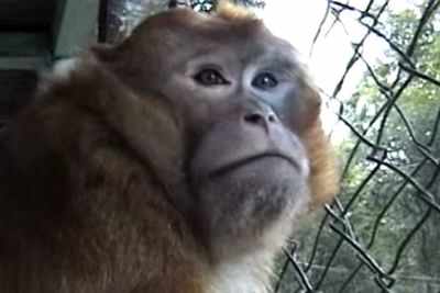 Chinese man hands over rare Assam monkey to nature reserve