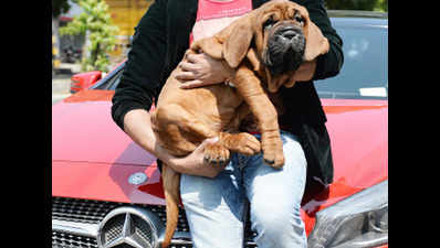 In a first, Korean mastiff worth Rs 1 crore comes to India
