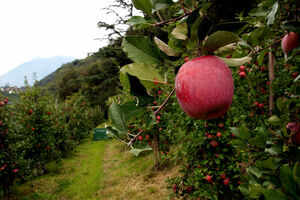 Apple plantations