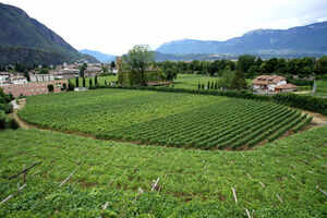 Vineyards