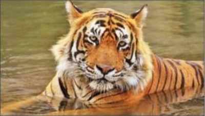 Ranthambore 'man-eater' sentenced to life in zoo