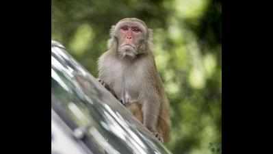 Forest dept ropes in villagers to curb monkey menace in Trichy ranges