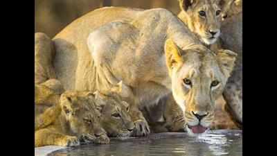 Watering holes: Lion's share for king