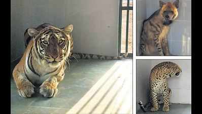 Nahargarh Zoological Park more concrete than natural