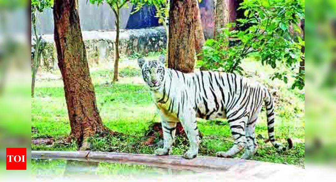 World S 1st White Tiger Safari In Mp Opens Times Of India