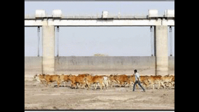 Thirst torments all in Botad: Cattle, villagers in distress as irrigation supply cut off