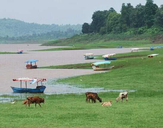 Kauncha