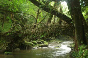 Riwai