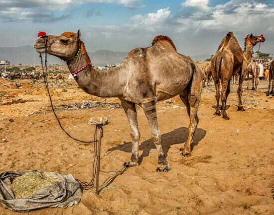 10 must-have experiences around Delhi