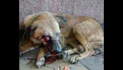 Stray dog savagely beaten, blinded inside Andheri police colony