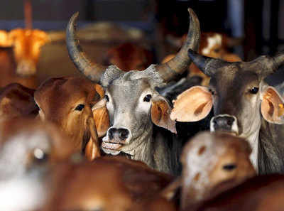 'Saved' by Maharashtra beef ban, cattle are dying of thirst and hunger