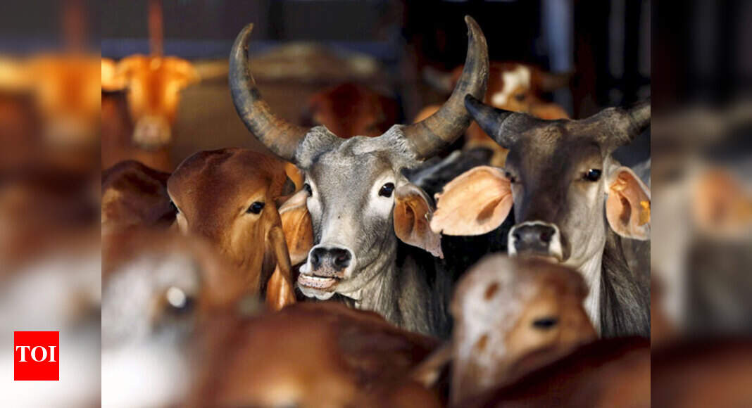 'Saved' by Maharashtra beef ban, cattle are dying of thirst and hunger ...
