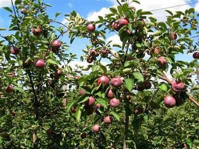 Govt to set up more cold storages to augment apple crop