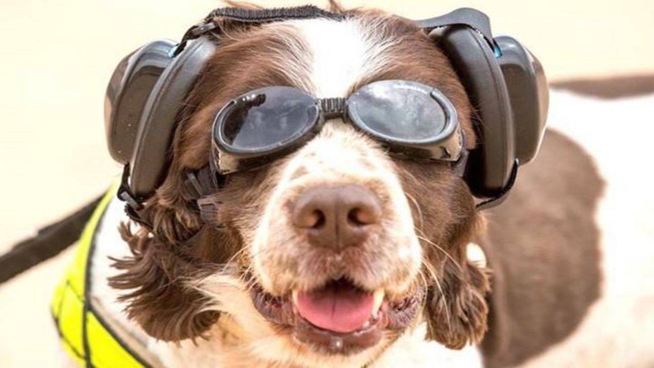 British army dogs given goggles and boots to protect themselves ...
