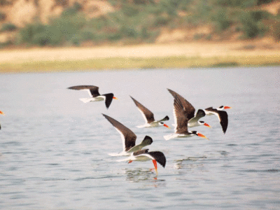 To save Indian Skimmer, MP tells Rajasthan not to open dam gates