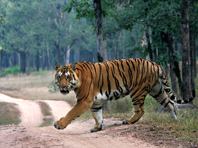 Top 5 places where you can spot tigers in India