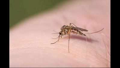 This time, Delhi bugged by 'harmless' mosquitoes