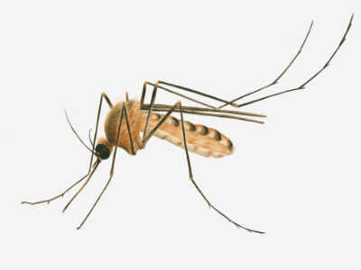 Delhi bugged by `harmless' mosquitoes