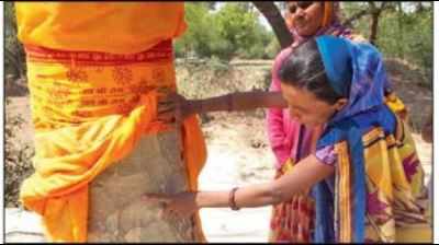 Springing harmony: Hindus worship the tree which Muslims nurture