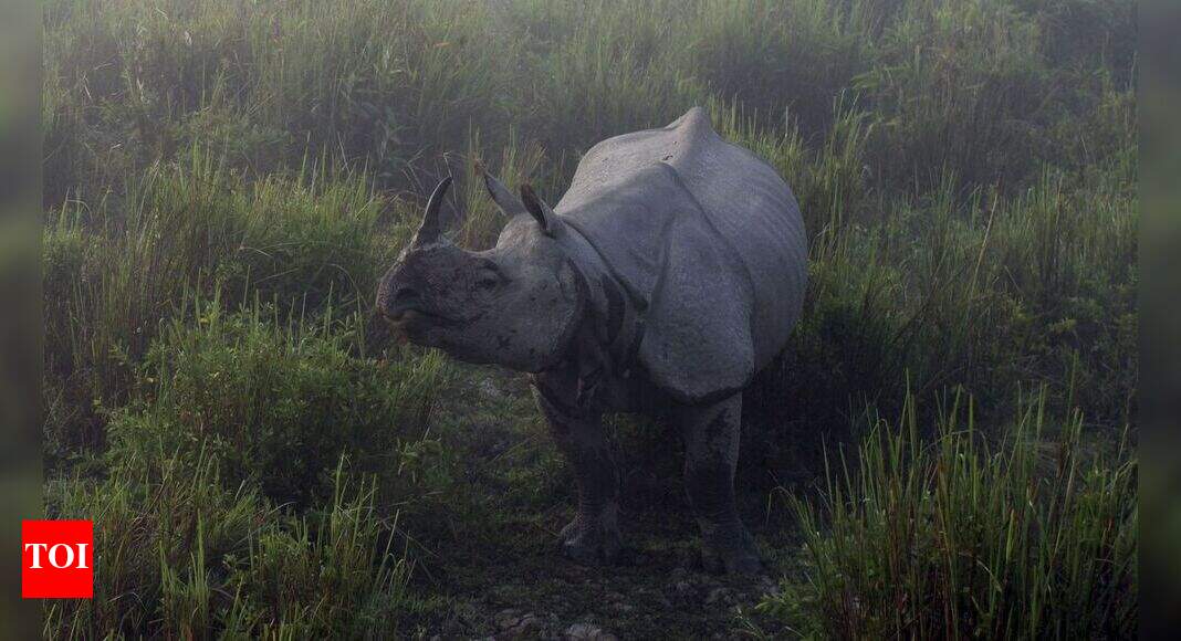 Centre promises tough action to check rhino killing - Times of India