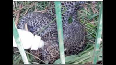 Leopard evades trap, takes its cub