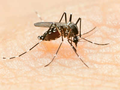 Dengue inspection in Salt Lake