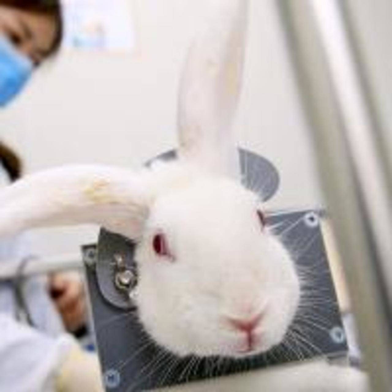 Govt bans use of animals in tests for soaps, detergents: PETA | India News  - Times of India
