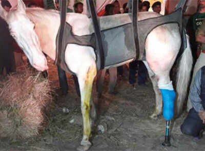 Dehradun: Injured police horse 'Shaktimaan' passes away