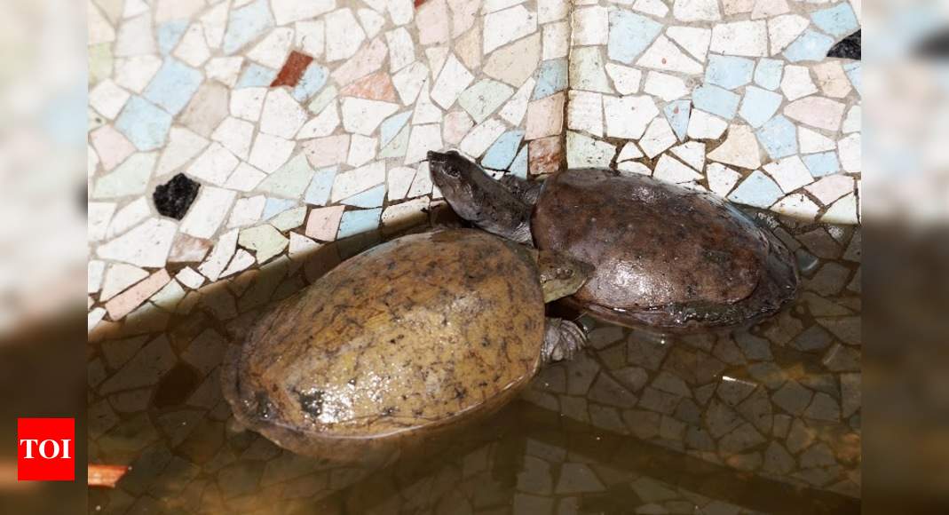 Turtles, fishes rescued from Vasai pond after summer dries ...