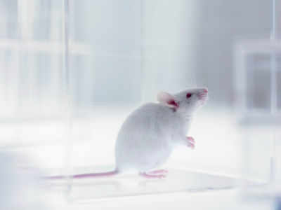 2 weeks in space, mice show liver damage signs